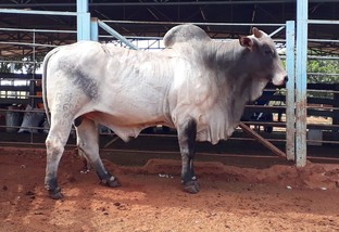 Programa que populariza acesso a touros provados muda a vida de pequenos pecuaristas