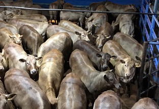 Estância Sá Brito oferta touros e terneiras Charolês nesta sexta (16/10)  pelo Lance Rural - Associação Brasileira de Criadores de Charolês