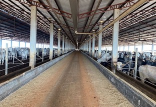 Fazenda em SP usa compost barn na engorda de gado e faz seleção do Santa Gertrudis