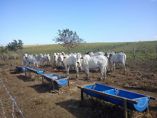 Lote de bovinos em área de pasto com suplementação
