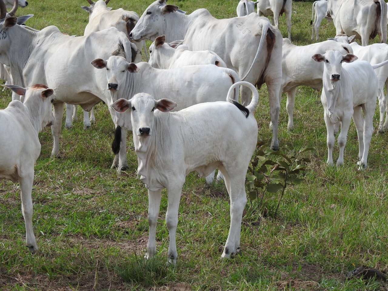 Lote de bovinos a pasto na fazenda Rio Corrente Agropastoril em Coxim (MS). Foto: Reprodução