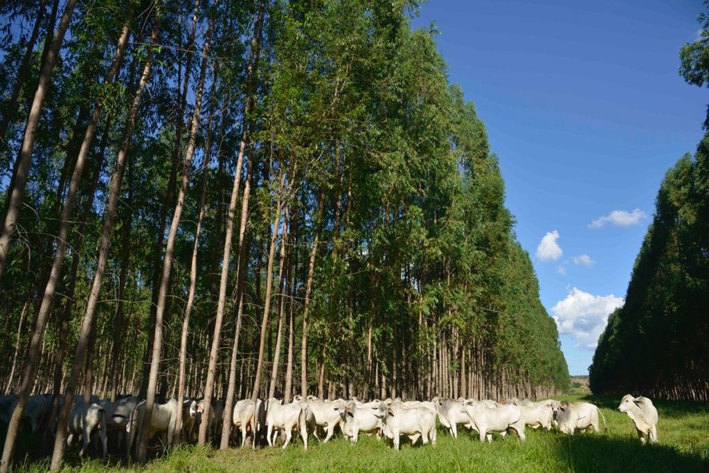 Bovinos em área de pasto com árvores plantadas. Foto: Divulgação