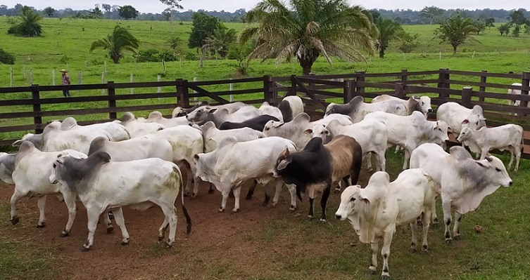 Lote de bovinos na área de curral da fazenda para protocolos de sanidade. Foto: Divulgação