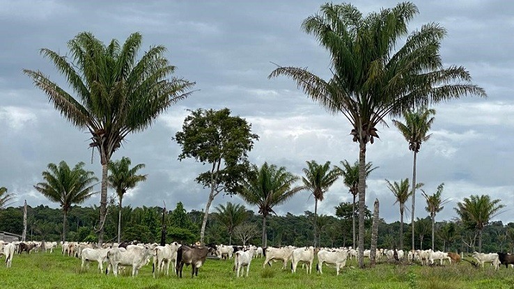 os Escritórios Verdes fazem consultoria gratuita para passivos ambientais da pecuária. Foto: Divulgação