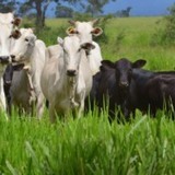 Vacas Nelore com bezeros ao pé com genética Angus. Foto: JMMatos