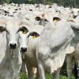 Controle parasitário no gado: aprenda a elaborar um programa eficaz na fazenda
