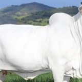 Prenhez de Viatina-19, a vaca mais cara do mundo, bate recorde de R$ 3 milhões