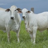 Zebu brasileiro: ABCZ e USP unem as forças no melhoramento genético bovino