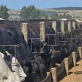 Sequestro de vacas de cria: já ouviu falar? Técnica turbina as matrizes para a estação de monta