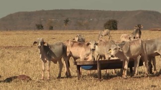 Manejo de pasto na seca: veja as dicas para manter o lucro na produção de gado