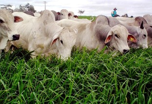 Pecuarista pode lucrar mais de R$ 500 por hectare produzindo boi de 20 arrobas aos 20 meses