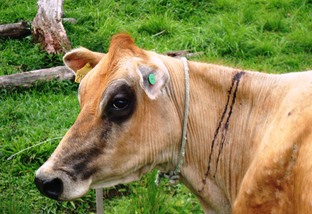 Vacinar gado contra a raiva bovina é barato e evita prejuízos: parte 2