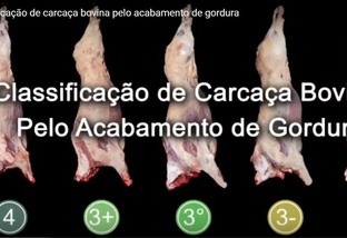 Excesso de gordura tem atrapalhado qualidade da carne no Brasil