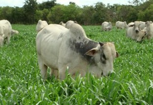 Palestra sobre nutrição de bovinos a pasto é destaque na BA