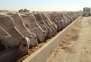Três etapas para adaptação de bovinos ao confinamento