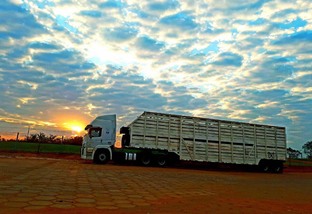 Nova modalidade de transporte de gado magro favorece pecuarista