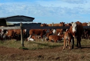 Genética e nutrição podem fazer bezerro ganhar mais de 1 kg ao dia no pé da vaca