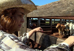 Mulheres ganham mais espaço na pecuária brasileira