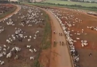 Terminação de gado em boitel de SP rende lucro médio de 15% ao pecuarista
