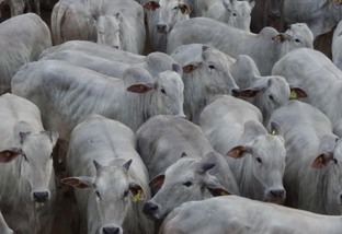 Engorda de vacas de descarte deve ser feita com equilíbrio, aponta pesquisa da Esalq