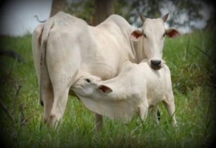 Quais os impactos da eficiência alimentar das vacas em seus bezerros?