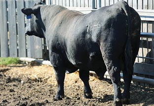 Demanda por carne de qualidade alavanca importação de genética bovina no Brasil