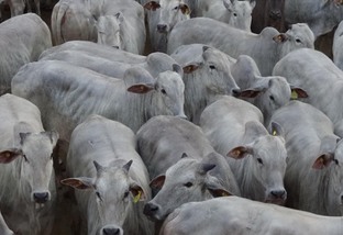 Nelore será a principal raça produtora de carne do mundo, projeta especialista