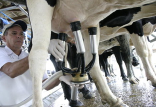 Dez questões que você precisa saber sobre raças de leite no País