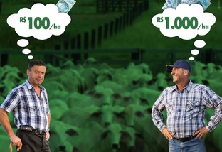 O que diferencia as fazendas ganhadoras de dinheiro das outras?