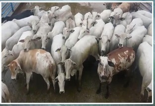Novilhas semiconfinadas de Mozarlândia, GO, são destaque em abate