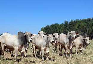Adaptação é essencial para aumentar relação touro:vaca