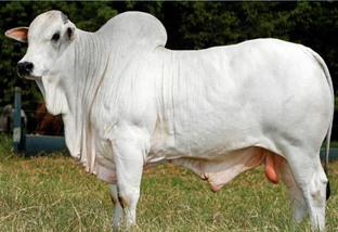Qual é o perfil do touro moderno para gado de corte?