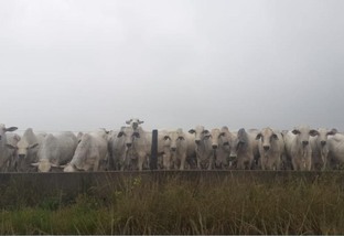 No Pará, pecuarista intensifica atividade para aproveitar poder genético do gado
