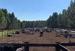 Trabalhar com gado de qualidade é a meta principal, reforça proprietário da Estância Lívia