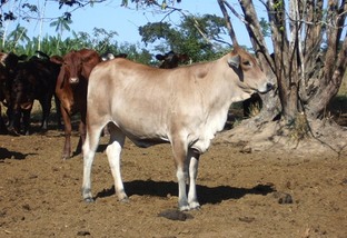 vacas f1 senepol