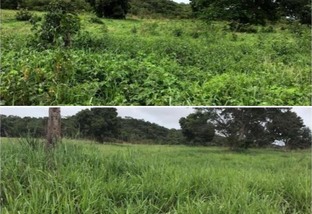 Saiba controlar as principais plantas daninhas que afetam a pecuária no Vale do Araguaia
