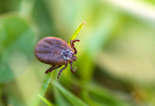 Deer tick sleeping on grass stalk. Ixodes ricinus. The dangerous parasite transmitted infections such as encephalitis and Lyme disease.