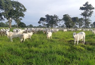 Fazenda Nota 10 passa a monitorar emissões de GEE e pecuária regenerativa