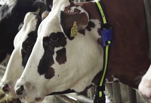 redução de intervalo entre partos de vacas leiteiras