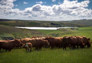 Bovino escocês é famoso por uma das carnes mais diferenciadas do mundo