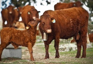 Salers: vaca francesa é considerada a melhor ‘mãe’ das raças bovinas