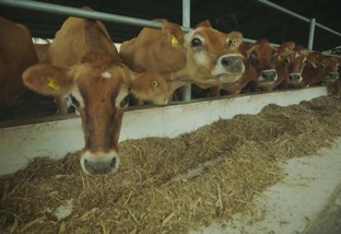 Vaca leiteira: quantos quilos de ração se deve oferecer para o animal?
