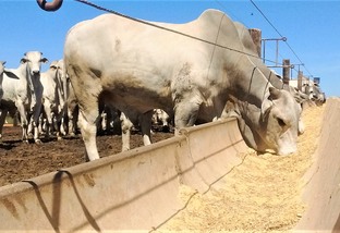 O Brasil confinou quase 7 milhões de bovinos de corte em 2022. Foto: Divulgação