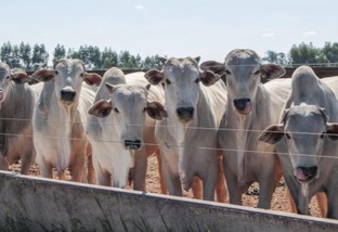 Como formular uma ração econômica para o gado com cevada e farelo de algodão?