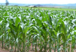 É boa ideia cultivar o milho após o plantio de Panicum e milho?