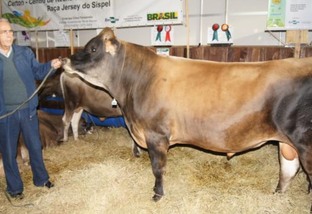 Touro ou vaca: qual dos dois tem mais peso para a genética leiteira do rebanho?