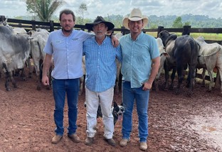 Pecuaristas terminam gadão Nelore e Angus com show de peso e qualidade no Pará