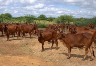 Sindi: pesquisa garante mais rusticidade para cruzamentos que garantem mais carne e leite