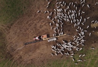 Suplementação a pasto: conheça os conceitos para a engorda infalível do gado