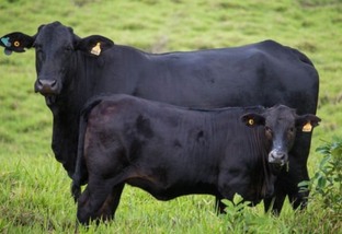 Quanto custa produzir um gadão superprecoce de carne premium?
